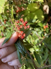 Cotoneaster franchetii