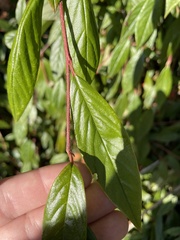 Cotoneaster franchetii