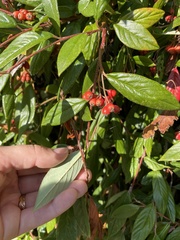 Cotoneaster franchetii