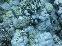 Neopomacentrus miryae