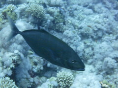 Flavocaranx bajad