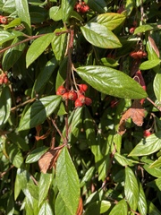 Cotoneaster franchetii
