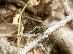 Orthetrum julia
