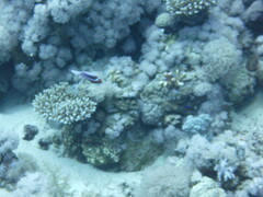 Pseudanthias taeniatus