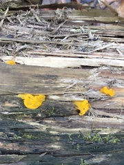 Dacrymyces