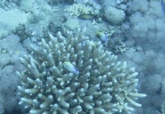 Dascyllus marginatus