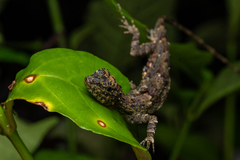 Draco ornatus