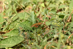 Texola elada ulrica