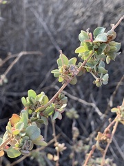 Atriplex halimus