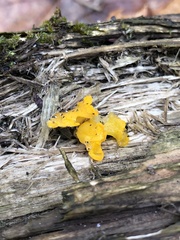 Dacrymyces