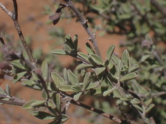 Ocimum burchellianum