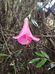 Philesia magellanica