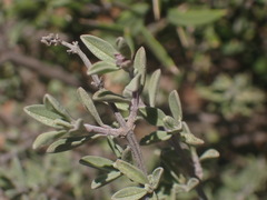 Ocimum burchellianum