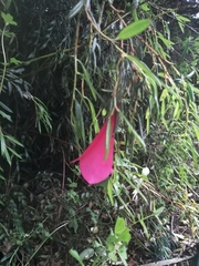 Philesia magellanica