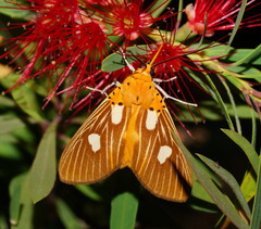 Asota orbona