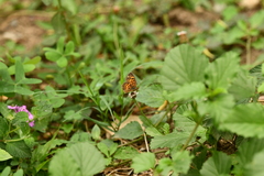 Phyciodes graphica graphica