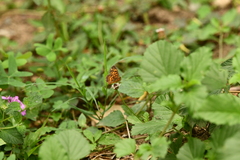 Phyciodes graphica graphica