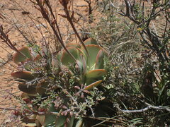 Adromischus sphenophyllus