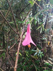 Philesia magellanica