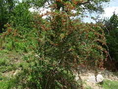 Berberis sphaerocarpa