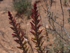 Adromischus sphenophyllus