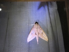 Xylophanes anubus