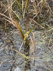 Sparganium americanum