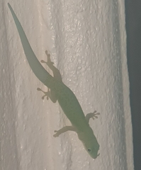 Phelsuma dubia
