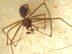 Physoglenidae