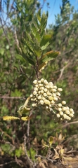 Nidorella ivifolia