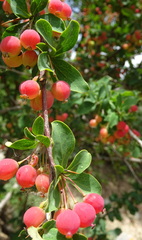 Berberis sphaerocarpa