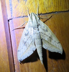 Xylophanes anubus