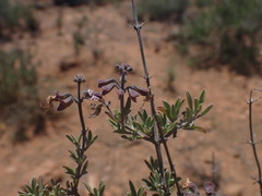 Ocimum burchellianum