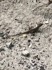 Anolis sagrei