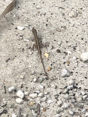 Anolis sagrei