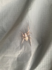 Araneus saevus