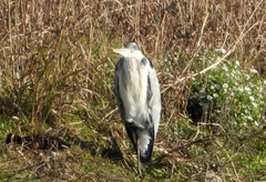 Ardea cinerea