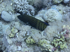 Cephalopholis argus