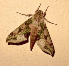 Xylophanes fusimacula