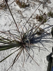 Andropogon capillipes
