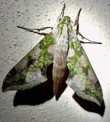 Xylophanes fusimacula