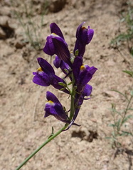 Linaria transiliensis