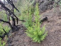 Cupressus abramsiana