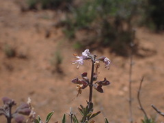 Ocimum burchellianum