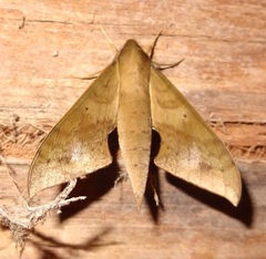 Xylophanes hannemanni