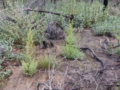 Cupressus abramsiana