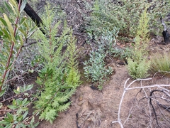 Cupressus abramsiana