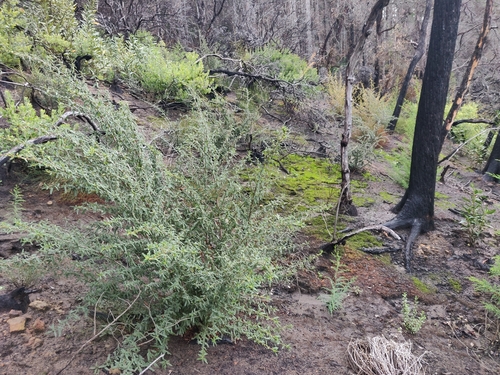 Ceanothus papillosus