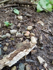 Marasmius pulcherripes