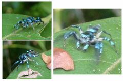 Thiania